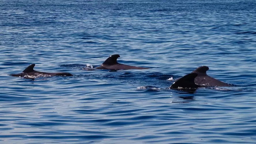 Whales breach in grey ocean