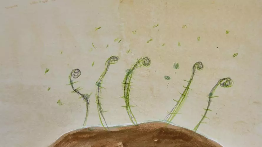 Drawing of moss fronds growing from rock